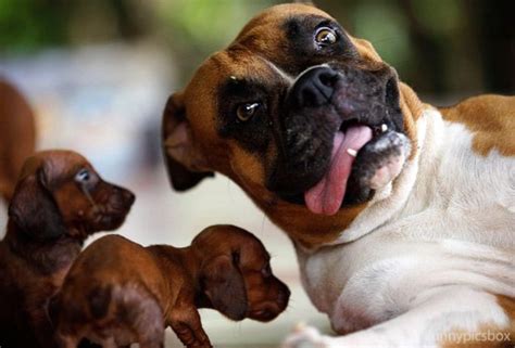 Funny Dog Face Pictures Funny Pics Box