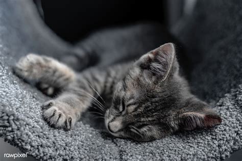 Cute Gray Kitten Sleeping Soundly Free Image By Scott