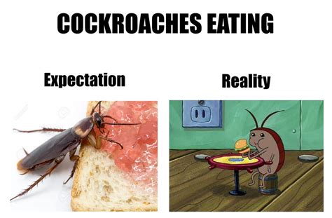 Cockroaches Expectation Reality By Krisanderson97 On Deviantart