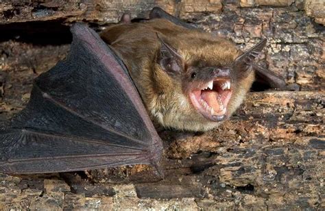 Rabies Reminder Dont Touch Bats Stories