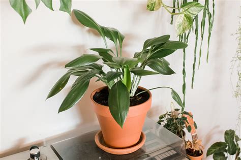 Best Office Plants No Sunlight Easy To Cultivate