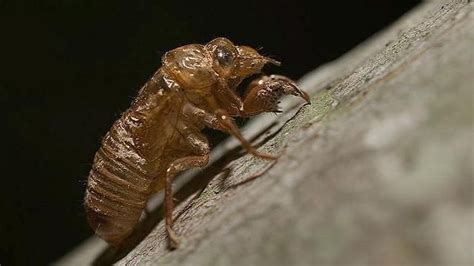 Why Do Cicadas Know Prime Numbers Science News Prime Numbers Prime Cicada