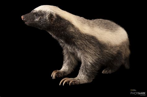 Photo Ark Home Honey Badger National Geographic Society