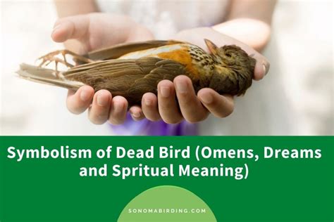 Dead Bird Symbolism Omens Dreams And Spiritual Meanings Sonoma Birding