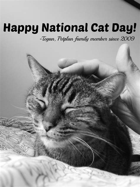 October 29 Is National Cat Day When It Comes To Unconditional Love