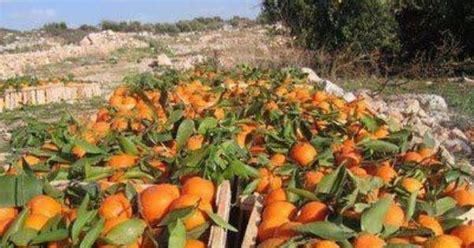 the fruit of palestine the jaffa orange shamouti orange jaffa shamouti is a sweet almost