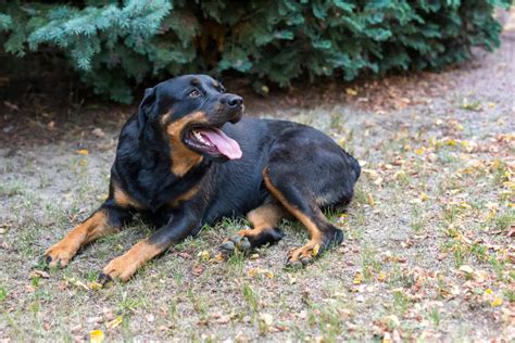Everything You Wanted To Know About Female Rottweilers
