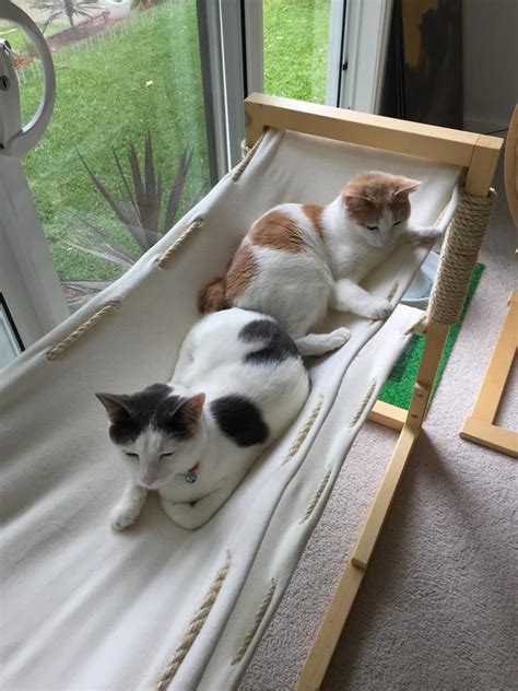 Diy Cat Double Hammock Bed Album On Imgur Diy Cat Hammock Cat Tent
