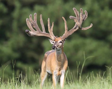 M3 Whitetailslegendary Whitetail Buck Pedigrees Deer Breeder In Texas Whitetail Deer For Sale