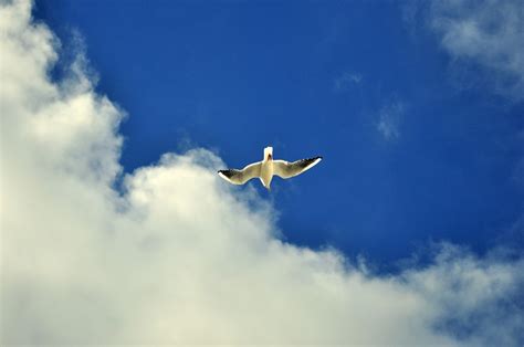 картинки птица крыло облако небо морские птицы чайка самолет