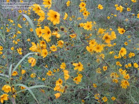 Plant Identification Closed Roadside Wildflower Id 1 By Poetinwood