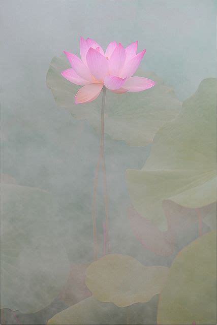 Pink Beautiful Flowers Lotus Plant Flower Pictures