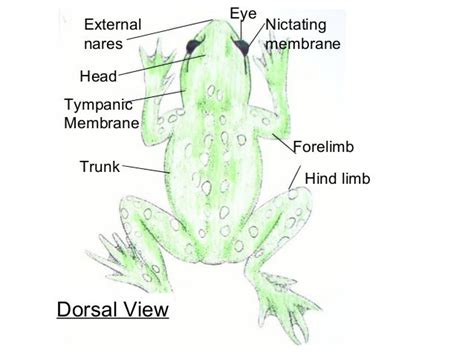 Frog Diagrams