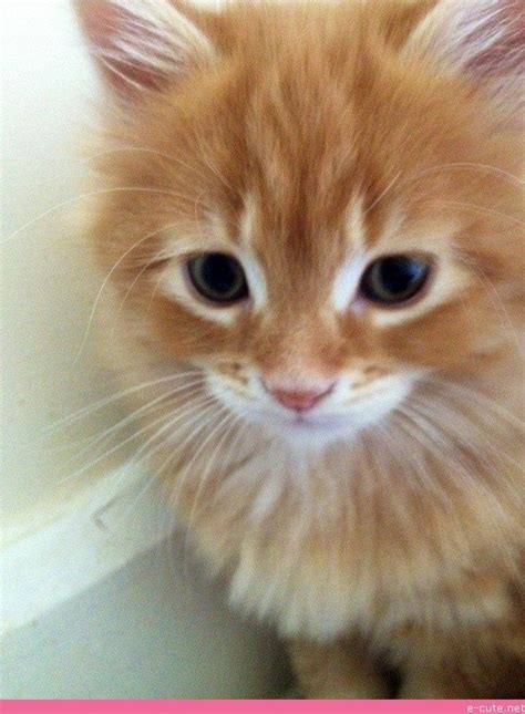 Sellers that are active on their social media platforms, offering regular advice to viewers, without trying. Ginger Maine Coon Kittens For Sale Near Me