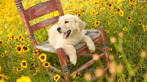 Puppies And Flowers Wallpapers 63 Images