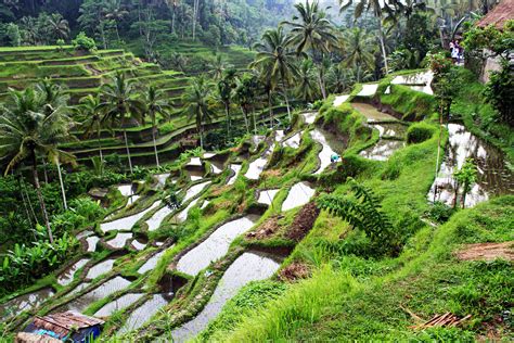 Bali Tegalalang Rice Terrace Mytravelemotion