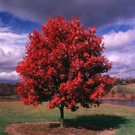October Glory Maple Red Maple Tree Trees To Plant Maple Tree
