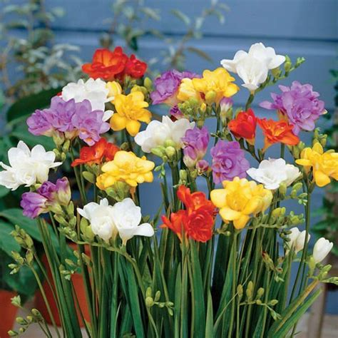 10 Freesia Mix Color Fragrant Flower Bulb Perennial Summer Blooming