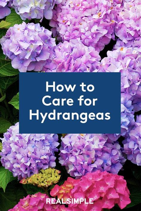 How To Care For Hydrangeas Hydrangeas Are Everywhere—whether Theyre