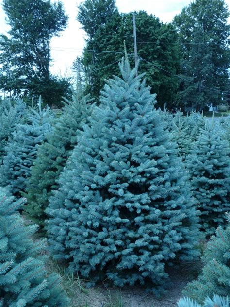 Wholesale Colorado Blue Spruce Trees Colorado Blue Spruce Blue