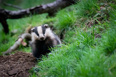 Welcome To Scottish Badgers Scottish Badgers