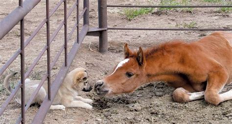 175 Best Images About Dogs And Horses Together On Pinterest