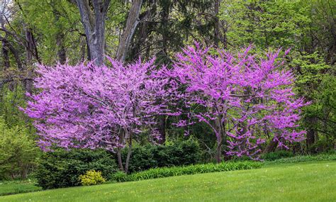 They can be planted near black walnut trees, if you happen to have one on your property. Gardening 101: Eastern Redbud Trees | Gardenista ...