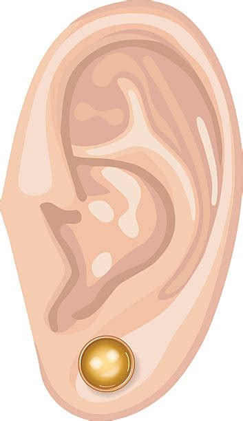 Earlobe Illustrations Royalty Free Vector Graphics And Clip Art Istock