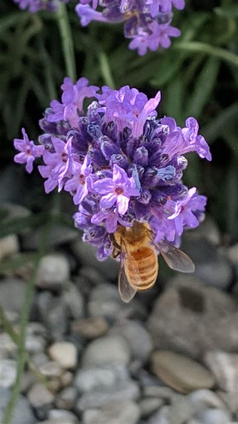 Took A Decent Shot Of A Honey Bee In Lavender Fields In Nz Beekeeping