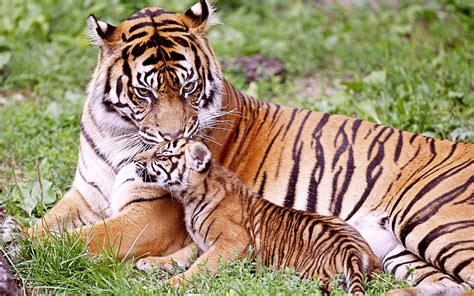 Sweet Wallpaper Of Tigers A Tiger Is Kissing Her Baby Free Wallpaper