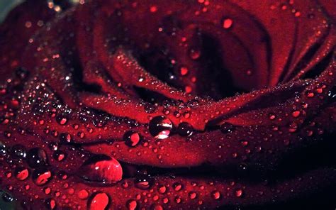 Fond Décran Fleur Rose Rouge Macro Pétales Des Gouttes De Rosée