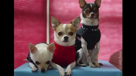 Cute Funny Chihuahua Dogs Rescued Fostered Adopted And Living Large
