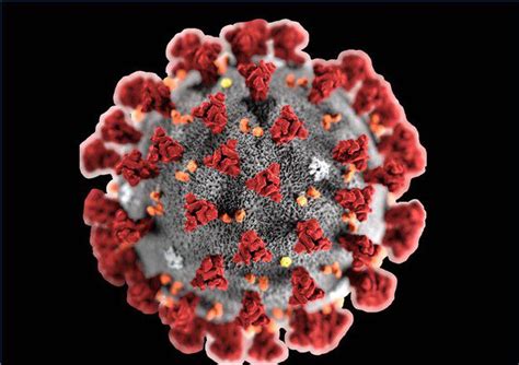 Virus Generalità E Caratteristiche Peculiari Di Entità Biologiche