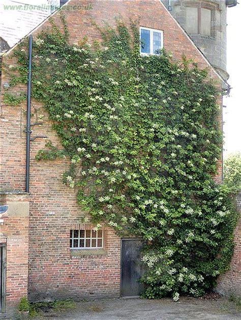 Garden Wall Climbing Plants Urban Style Design