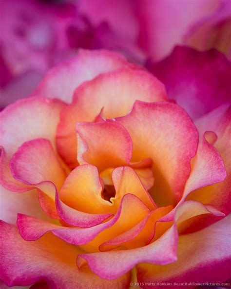 Photograph Of A Rainbow Sorbet Rose