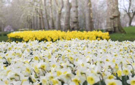Where To See The Earliest Spring Blooms In London London Perfect