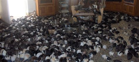The Most Disturbing Collections On Hoarders