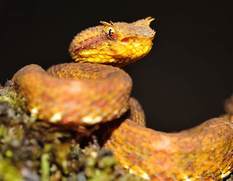 Snake Profile Eyelash Viper 7 Must See Pictures
