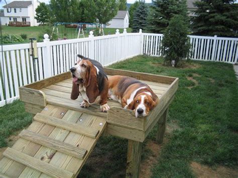 17 Fun Ways To Create Dog Playground In Garden