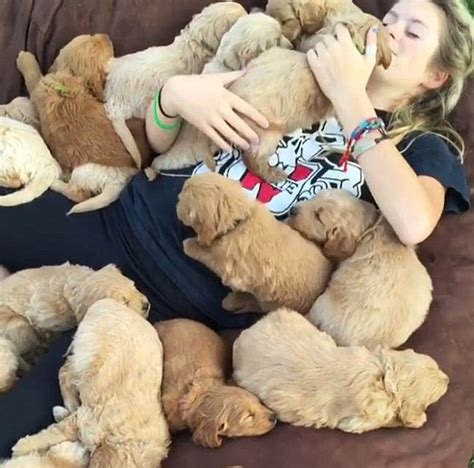 Girl Is Covered In A Pile Of Puppies As She Snoozes