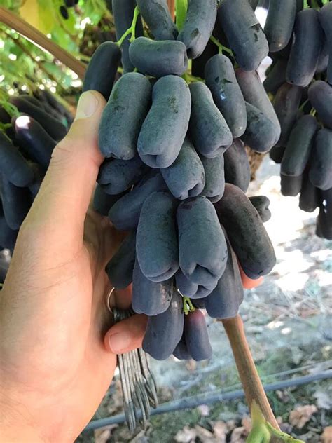Sweet Sapphire Grapes Starting July 29 Table Grapes California