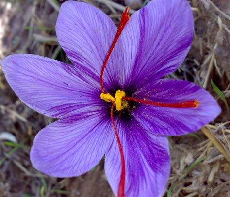 Crocus Sativus Crocus Safran En Vrac Xl Acheter Livraison