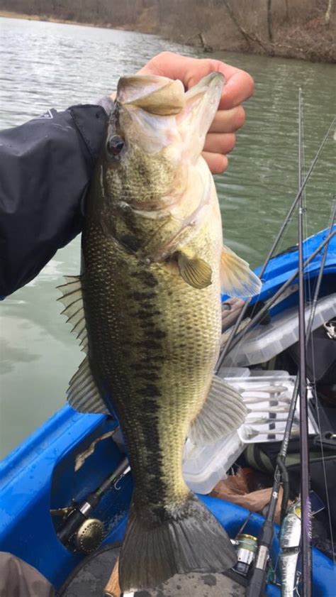 Bass Arent Following The Rules In West Virginia Fishing Reports