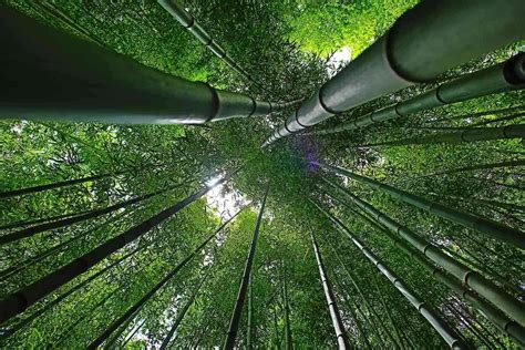 How Tall Does Bamboo Grow Explained