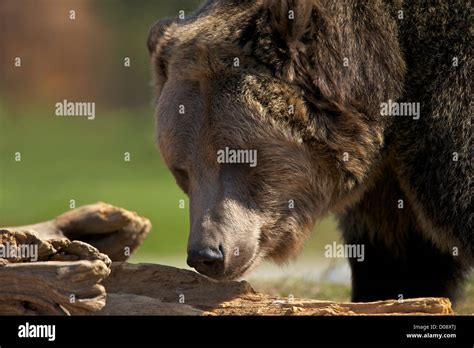 Grizzly Bear Ursus Arctos Horribilis El Oso Pardo Y El Lobo Discovery
