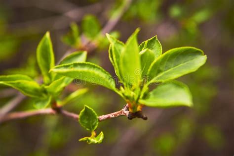 Young Budding Leaves In Spring Stock Photo Image Of Grow Floral