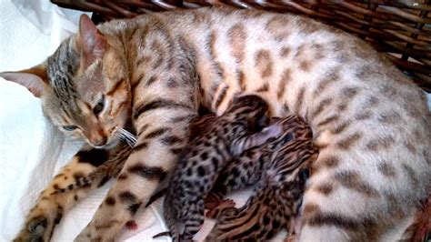 Bengal Kittens Newborn Youtube