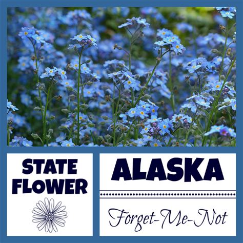 The list of birds of alaska includes every wild bird species recorded in the u.s. alaska state flower Archives - USA Facts for Kids