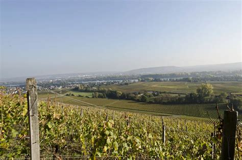Urlaub Auf Dem Weingut Im Rheingau In Rheinland Pfalz Landsichten
