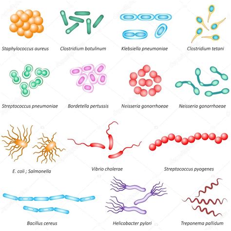 Common Bacteria Types Stock Vector Image By Mrhighsky